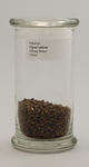 Fabacea, Vigna radiata (Mung Bean) by The National Center for Pharmaceutical Crops, Stephen F. Austin State University