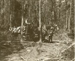 2400-02 Pulpwood Operation with Mules 1940