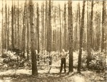 2400-372285 Shortleaf Loblolly - 25 Year Old Stand - Sabine National Forest 1938