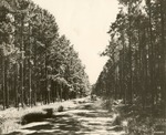 2400-372286 FS-TT107 25 Year Old Shortleaf Stand - Sabine National Forest 1938 by United States Forest Service