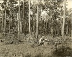 2400-372300 Hammon Checking Stump Height - Sam Houston National Forest 1938 by United States Forest Service