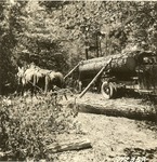 2400-372358 Loading Logs Mule - Davy Crockett National Forest 1938 by United States Forest Service