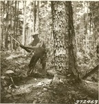 2400-372463 Cutting Wedge Short Leaf Pine - Davy Crockett National Forest 1938 by United States Forest Service