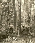 2400-372466 Cross Cut Sawing - Davy Crockett National Forest 1938 by United States Forest Service