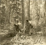 2400-372467 Cross Cut Sawing Big Tree - Davy Crockett National Forest 1938 by United States Forest Service