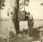 2400-372438 Jarer Telephone Box Spike Tree - Angelina National Forest 1938