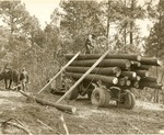2400-372458 Skidding Loading Shortleaf Pine Mule Team - Sabine National Forest 1938 by United States Forest Service