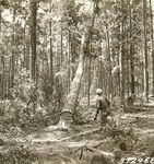 2400-372468 Starting to Fall - Davy Crockett National Forest 1938