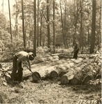 2400-372476 Roncelell Scaling Logs - Davy Crockett National Forest 1938