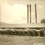 2400-372495 Boettcher Carts Graded Lumber - Sam Houston National Forest 1938 by United States Forest Service