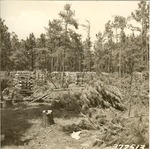 2400-372513 Short Split Pine Private Sale - Sam Houston National Forest 1938 by United States Forest Service