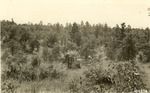 2400-406508 Turk Plantation - Sabine National Forest 1940 by United States Forest Service