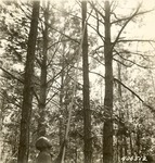 2400-406512 CCC F-13 Pruning Shortleaf Timber - Sabine National Forest 1940 by United States Forest Service
