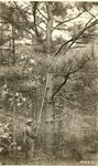 2400-406515 CCC F-13 Pruning Shortleaf Timber - Sabine National Forest 1940 by United States Forest Service
