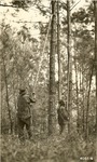 2400-406516 CCC Enrolees Pruning - Sabine National Forest 1940 by United States Forest Service
