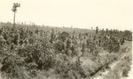 2400-406517 Moore Plantation - Sabine National Forest 1940 by United States Forest Service