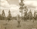 2400-447497 Longstand - Angelina National Forest 1940 by United States Forest Service