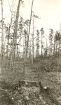 2400 T64-201 Hamilton Tract Cut Leave - Sabine National Forest 1940