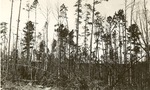 2400 T64-197 West Dreka Tower Widow Jones Land - Sabine National Forest 1941 by United States Forest Service
