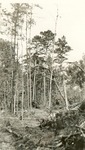 2400 T64-198 Southerns Walnut Comp - Davy Crockett National Forest 1942