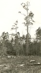 2400 T64-199 Southern Pine Cutting Southland Papermills - Davy Crockett National Forest 1942