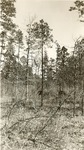 2400 T64-202 Texas Longleaf Private Land TT200 TT202 - Sam Houston National Forest 1940 by United States Forest Service