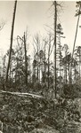 2400 T64-205 Jones Tract Cut Leave Plot - Sabine National Forest 1942 by United States Forest Service
