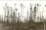 2400 T64-207 Remnants Virgin Shortleaf Pine Stand - Sabine National Forest 1940