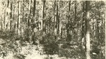 2400 T64-236 Slash Pine Thinned - Davy Crockett National Forest 1949 by United States Forest Service