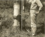 2400 T64-283 Draining Tree 1940