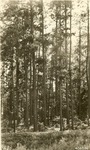 2430-406526 Pine Timber Stand 1930s by United States Forest Service