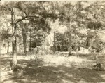 2360-372284 Aldridge Ruins Trees Growing - Angelina National Forest 1938