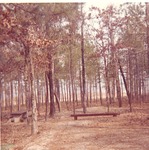 2351.3 T67-21 Family Camping Unit Sandy Creek - Angelina National Forest 1966 by United States Forest Service