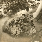 2360-372411 Petrified Wood Boykin Springs Creek - Angelina National Forest 1938 by United States Forest Service