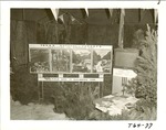 1600-T64-77 Texas Forestry Expo - NFGT Exhibits 1960 by United States Forest Service