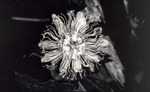 2649-01 Passion Flower