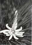 2649-06 Pine Flower Longleaf