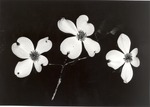 2649-08 Dogwood Flower by United States Forest Service