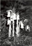 2649-14 Indian Pipe Mushroom by United States Forest Service