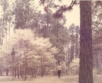 2649-10743 Dogwoods - Sabine National Forest 1969 by United States Forest Service