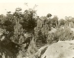 2360-T64-56 Jonas Short Indian Mound Excavation - Angelina National Forest 1960