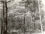2649 Dogwood HWY 69 - Angelina National Forest 1961 by United States Forest Service