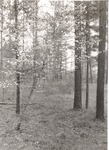 2649 T64-14 Dogwood Ratcliff Lake - Davy Crockett National Forest 1964