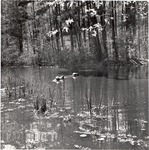 2645-10718 Turtles Log by United States Forest Service