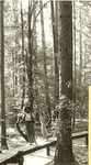 2351.5-08 Hiking Big Slough - Davy Crockett National Forest