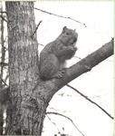 2641-05 Squirrel Tree