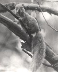 2641-06 Fox Squirrel by United States Forest Service