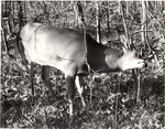 2641-07 White Tail Deer by United States Forest Service