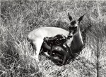 2641-08 Doe Fawn - Davy Crockett National Forest by United States Forest Service