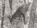 2641-10 White Tailed Buck Deer by United States Forest Service